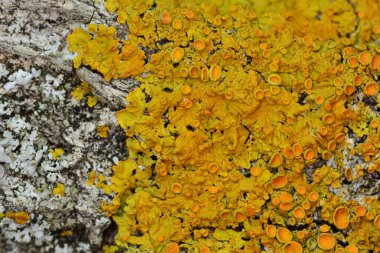 Bir ağaç gövdesinin kabuğunda sarı liken yakın plan.