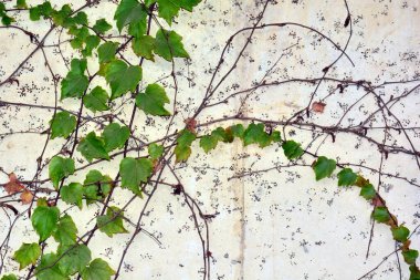 Sonbaharın başlarında yaprakları olan eski bir duvar