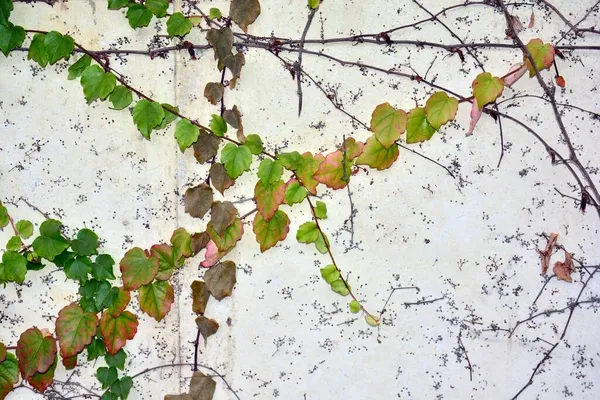Old Wall Leaves Early Autumn — Stock Photo, Image