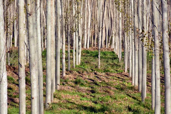 Rangées Arbres Dans Une Forêt Peupliers Automne — Photo