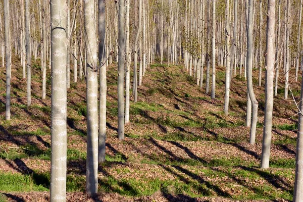 Baumreihen Pappelwald Herbst — Stockfoto