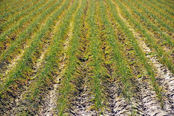 Biologische Knoflookplantage Het Veld — Stockfoto