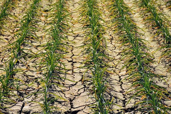 Agricultura Biológica Plantação Alho Campo — Fotografia de Stock