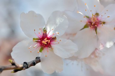 Şubat 'ta birden fazla badem çiçeğinin ayrıntıları