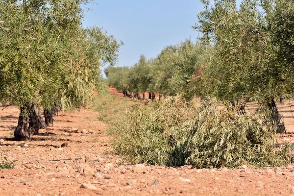 Snoeien Een Andalusische Olijfgaard Winter — Stockfoto
