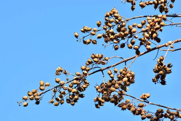 Offene Samenkapseln Auf Den Zweigen Eines Paulownia Tomentosa Baumes Winter — Stockfoto