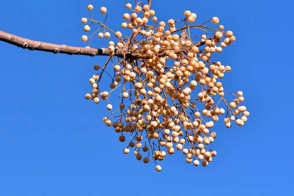 Früchte Auf Den Zweigen Des Paradiesbaums Winter Melia Azedarach — Stockfoto