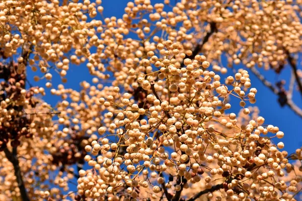 Fruits Sur Les Branches Arbre Paradisiaque Hiver Melia Azedarach — Photo