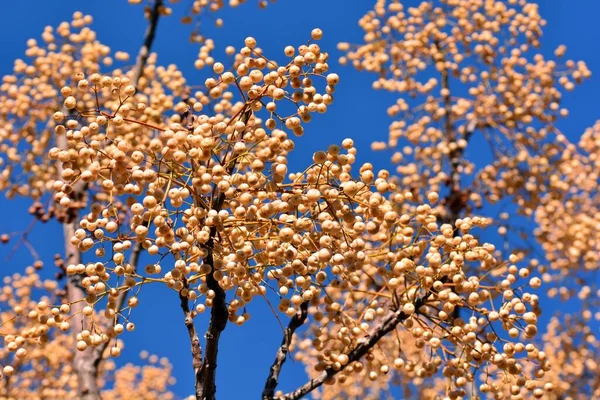 Fruits Sur Les Branches Arbre Paradisiaque Hiver Melia Azedarach — Photo