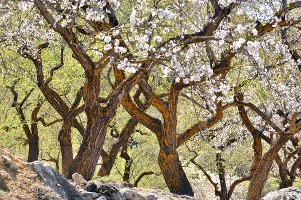 Détail Une Plantation Vieux Amandiers Fleurs Fin Février — Photo