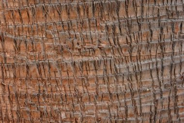 Hurma ağacının kütüğünün meyvesinin dokusunu.