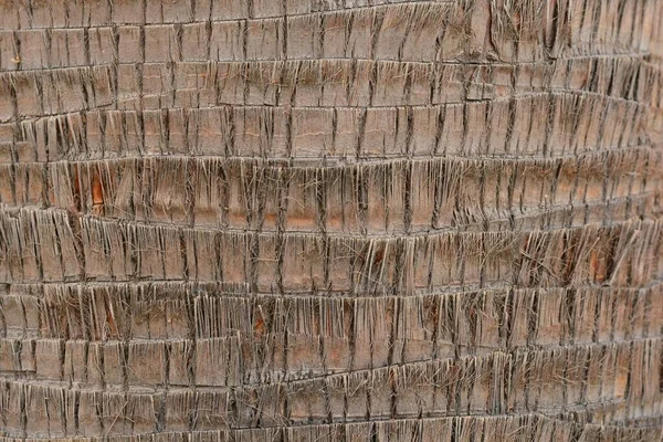 야자나무 줄기의 — 스톡 사진