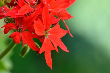 Pelargonium yıldızları, kırmızı çiçeklerinin ayrıntıları
