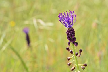 İlkbaharda Leopoldia komando bitkisinin çiçek detayları.