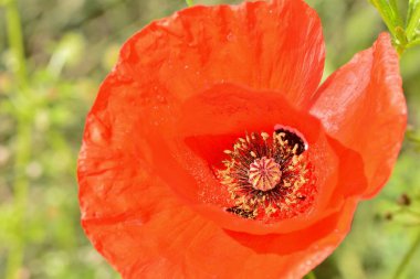 Haşhaş çiçeğinin iç kısmı, Papaver rhoeas