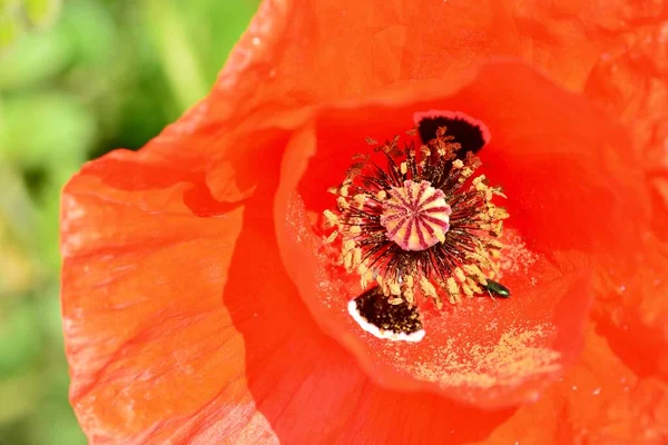Haşhaş çiçeğinin iç kısmı, Papaver rhoeas