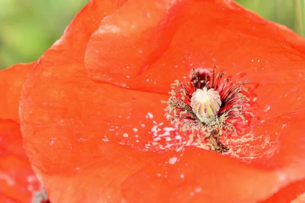 Haşhaş çiçeğinin iç kısmı, Papaver rhoeas