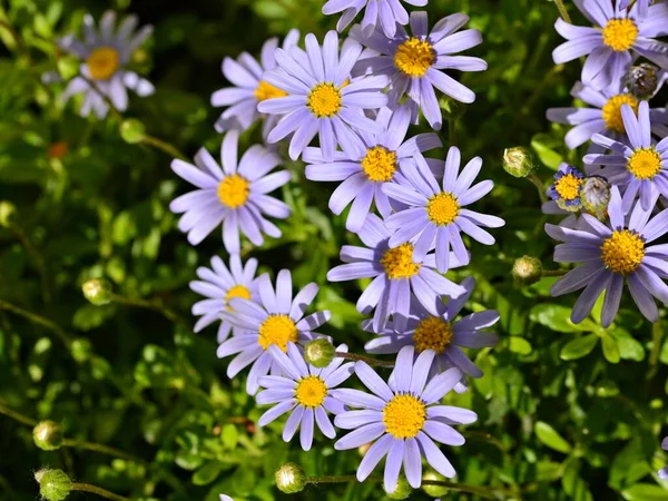 Blue Daisies Felicia Amelloides Spring — Stockfoto