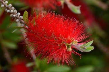 Çalı ağacının ayrıntıları, Callistemon citrinus, baharda.