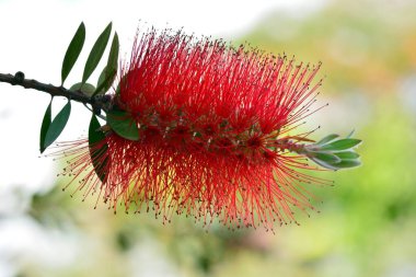 Çalı ağacının ayrıntıları, Callistemon citrinus, baharda.