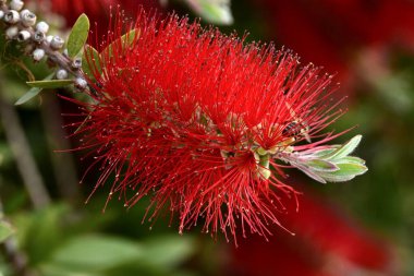 Çalı ağacının ayrıntıları, Callistemon citrinus, baharda.