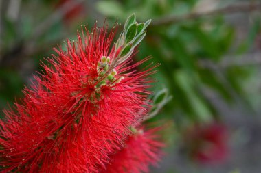 Çalı ağacının ayrıntıları, Callistemon citrinus, baharda.