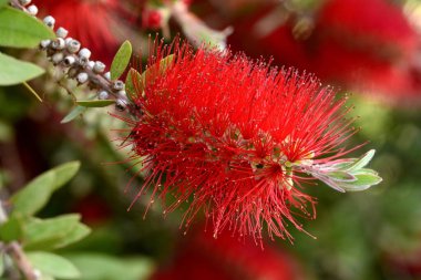 Çalı ağacının ayrıntıları, Callistemon citrinus, baharda.