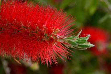 Çalı ağacının ayrıntıları, Callistemon citrinus, baharda.