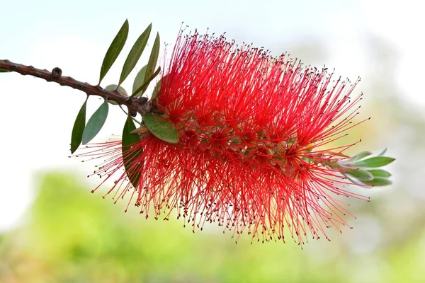 Çalı ağacının ayrıntıları, Callistemon citrinus, baharda.