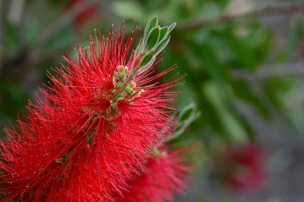 Çalı Ağacının Ayrıntıları Callistemon Citrinus Baharda — Stok fotoğraf