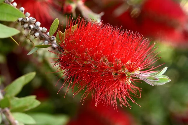 Çalı ağacının ayrıntıları, Callistemon citrinus, baharda.