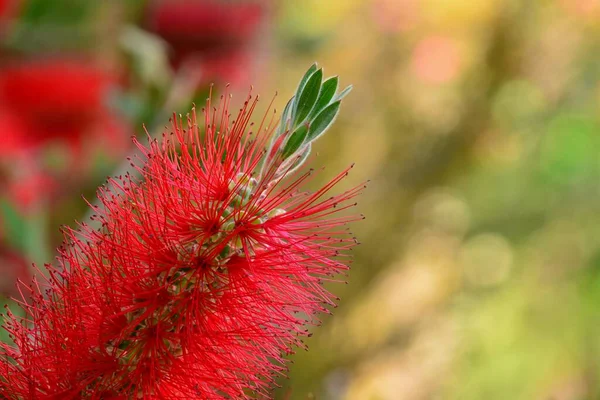 Detalhe Flor Pinheiro Callistemon Citrinus Primavera — Fotografia de Stock