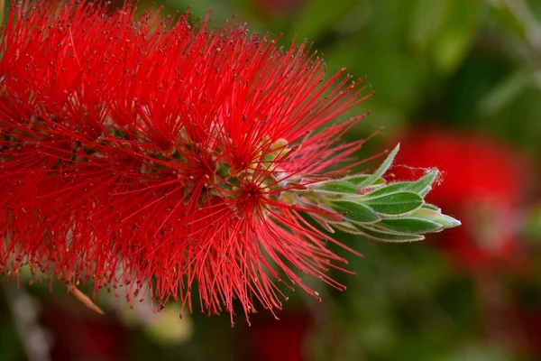 Detail Flower Brush Tree Callistemon Citrinus Spring — 스톡 사진