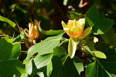 İlkbaharda lale ağacının çiçeği, Liriodendron tulipiferası