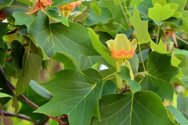 İlkbaharda lale ağacının çiçeği, Liriodendron tulipiferası