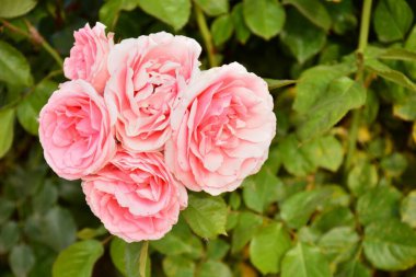 Baharda bir bahçedeki gül ağacında pembe güller