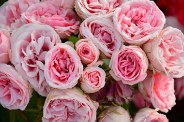 Baharda bir bahçedeki gül ağacında pembe güller