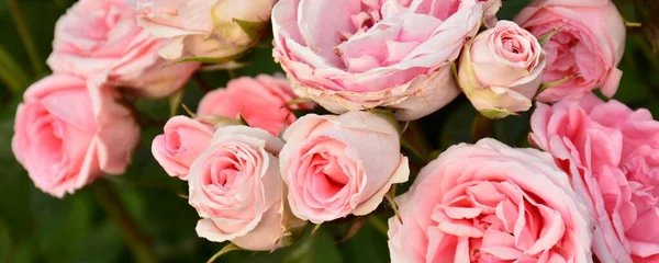 Baharda bir bahçedeki gül ağacında pembe güller