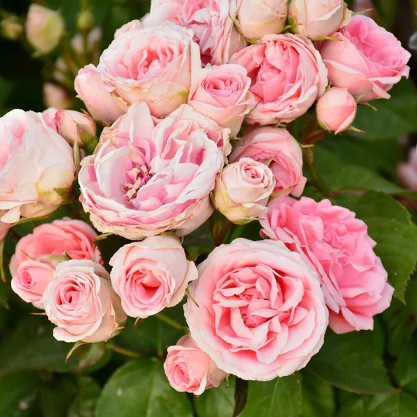 Baharda bir bahçedeki gül ağacında pembe güller