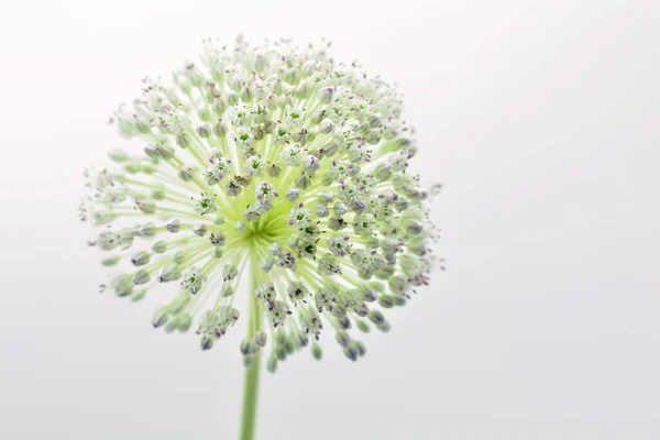 Detalle Flor Del Puerro Ajo Allium Ampeloprasum Aislado Sobre Blanco — Foto de Stock