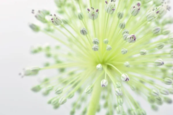 Detalle Flor Del Puerro Ajo Allium Ampeloprasum Aislado Sobre Blanco — Foto de Stock