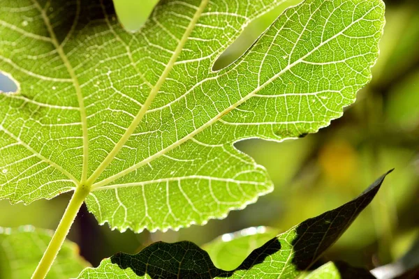 Detalhe Uma Folha Figo Que Lhe Sol — Fotografia de Stock