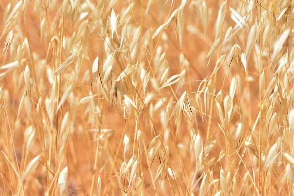 Detail Field Dry Wild Oats Early Summer — Stock Photo, Image