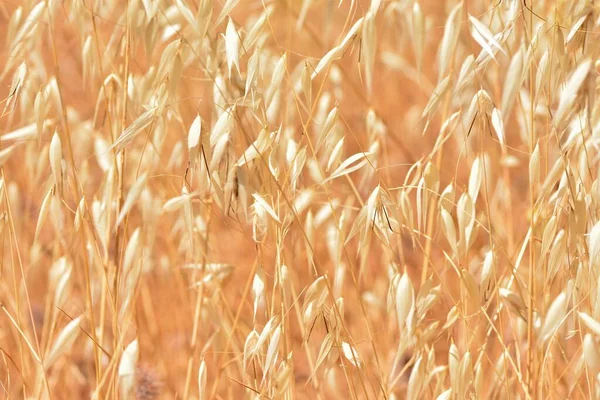 Detalle Campo Avena Silvestre Seca Principios Verano — Foto de Stock