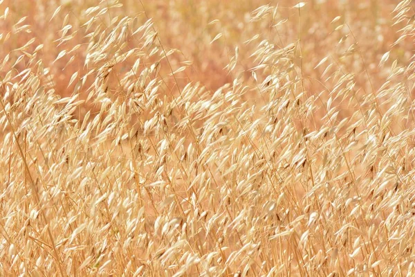 Detalhe Campo Aveia Selvagem Seca Início Verão — Fotografia de Stock