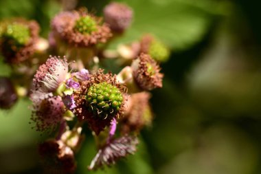 Böğürtlen detayları, rubus ulmifolius, farklı olgunluk noktalarında.