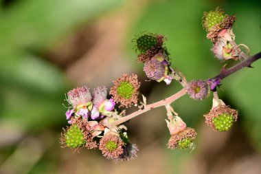 Böğürtlen detayları, rubus ulmifolius, farklı olgunluk noktalarında.