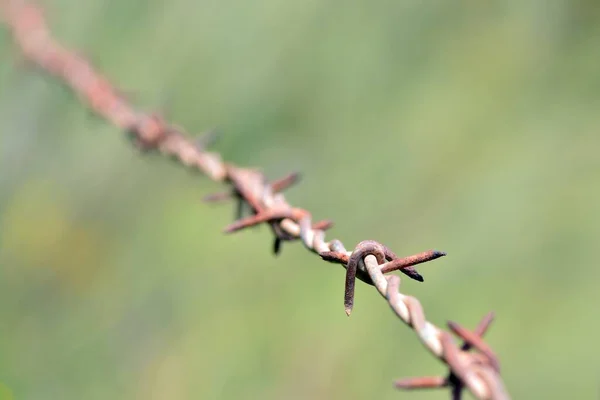 Detail Barbs Barbed Wire — ストック写真