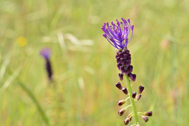 Leopoldia komando bitkisinin detayları.