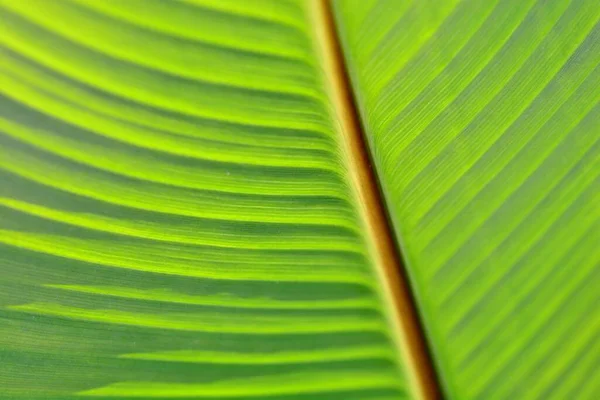 Detail of a leaf of a tropical plant, green background